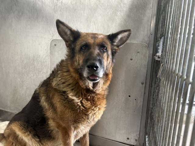 Shelter Stray Male Dog last seen Near BLOCK S. LINDEN AVE, San Bernardino, CA 92401