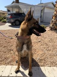 Found/Stray Female Dog last seen Washington and Torrey Pines, Las Vegas, NV 89107