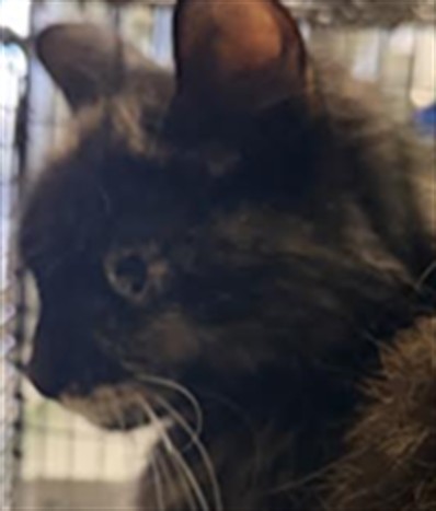 Shelter Stray Female Cat last seen , Los Angeles, CA 90047