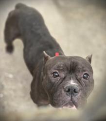 Shelter Stray Male Dog last seen , Los Angeles, CA 90031