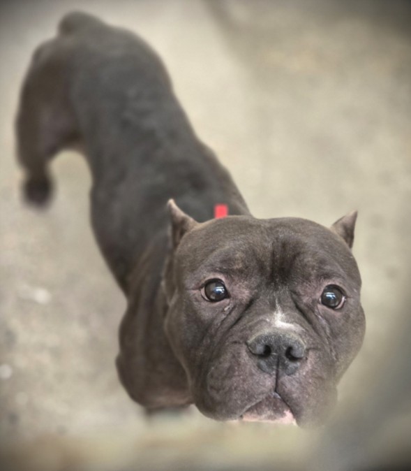 Shelter Stray Male Dog last seen , 3201 Lacy St, Los Angeles, CA 90031, USA