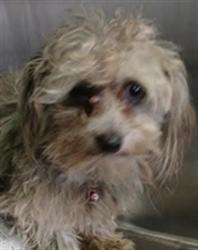 Shelter Stray Female Dog last seen , Los Angeles, CA 90047