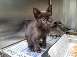 Shelter Stray Male Cat last seen , Los Angeles, CA 90031