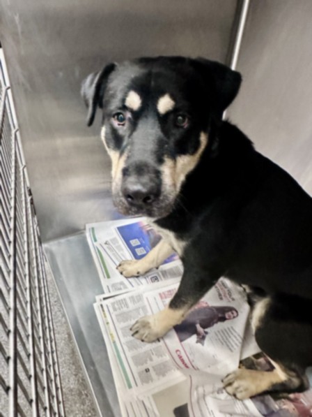 Shelter Stray Male Dog last seen , Los Angeles, CA 90031