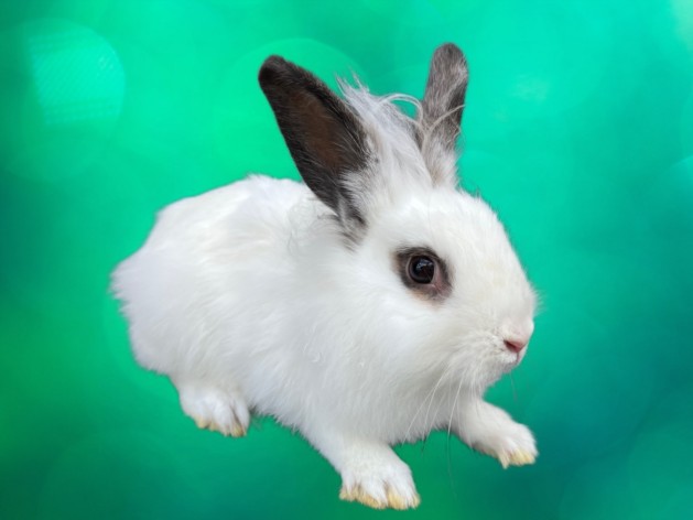 Shelter Stray Male Other last seen , 3201 Lacy St, Los Angeles, CA 90031, USA