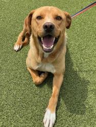 Shelter Stray Male Dog last seen Near BLOCK BERNADINE ST, FAYETTEVILLE NC 28311, Fayetteville, NC 28306