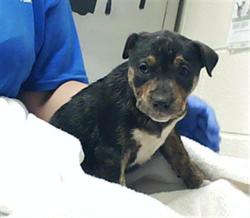 Shelter Stray Female Dog last seen Near BLOCK CONESTOGA DR, FAYETTEVILLE NC 28314, Fayetteville, NC 28306