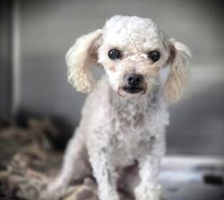 Shelter Stray Female Dog last seen , Los Angeles, CA 90031