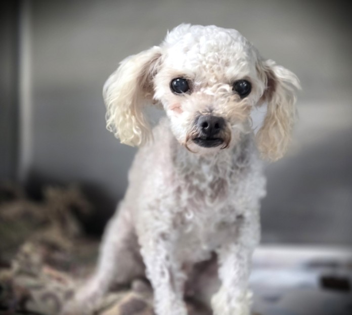Shelter Stray Female Dog last seen , Los Angeles, CA 90031