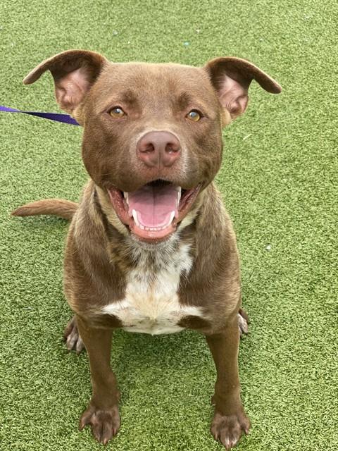 Shelter Stray Male Dog last seen Near BLOCK BRAGG BLVD, FAYETTEVILLE NC 28303, Fayetteville, NC 28306