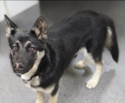 Shelter Stray Male Dog last seen , Los Angeles, CA 90031