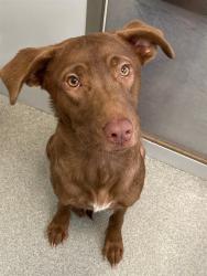 Shelter Stray Male Dog last seen Near BLOCK BRAGG BLVD, FAYETTEVILLE NC 28303, Fayetteville, NC 28306