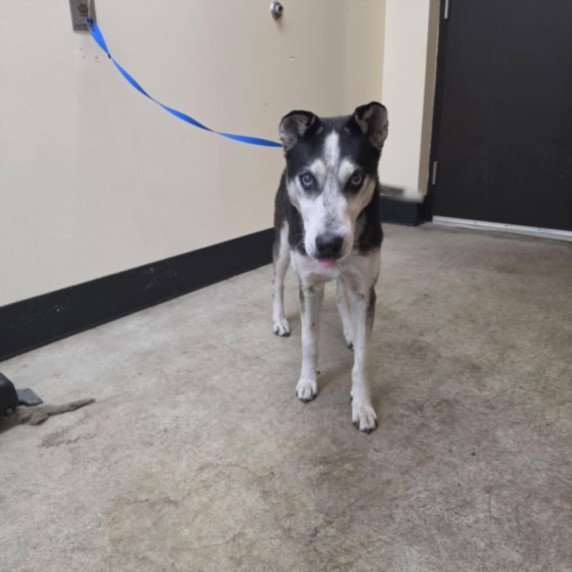 Shelter Stray Male Dog last seen , Los Angeles, CA 90031