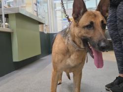 Shelter Stray Female Dog last seen , Los Angeles, CA 90031