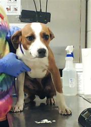 Shelter Stray Female Dog last seen Near BLOCK LAUREN CIR, SPRING LAKE NC 28390, Fayetteville, NC 28306
