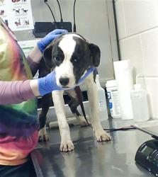 Shelter Stray Female Dog last seen Near BLOCK LAUREN CIR, SPRING LAKE NC 28390, Fayetteville, NC 28306