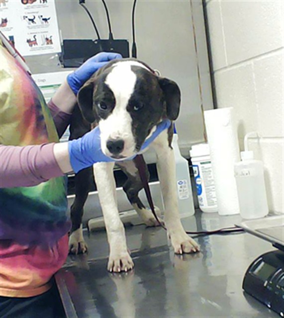 Shelter Stray Female Dog last seen Near BLOCK LAUREN CIR, SPRING LAKE NC 28390, Fayetteville, NC 28306