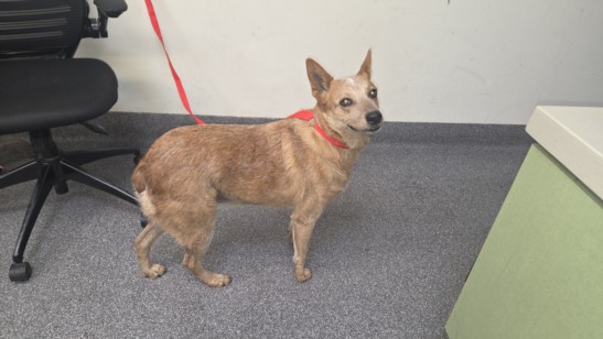 Shelter Stray Female Dog last seen , Los Angeles, CA 90031
