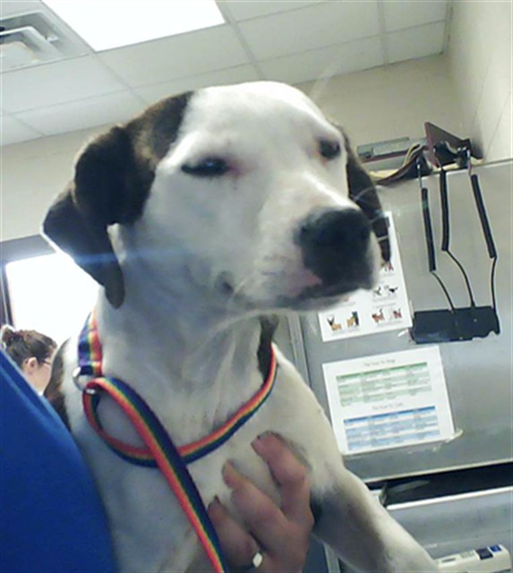 Shelter Stray Female Dog last seen Near BLOCK LAUREN CIR, SPRING LAKE NC 28390, Fayetteville, NC 28306