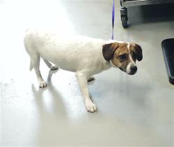 Shelter Stray Female Dog last seen Near BLOCK CORPORATION DR, FAYETTEVILLE NC 28306, Fayetteville, NC 28306