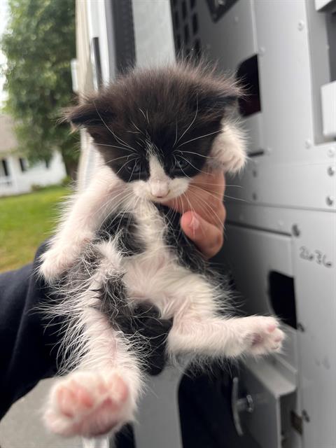 Shelter Stray Female Cat last seen CHARLOTTE, Charlotte, NC 28217