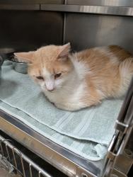 Shelter Stray Male Cat last seen OFALLON, St. Peters, MO 63376