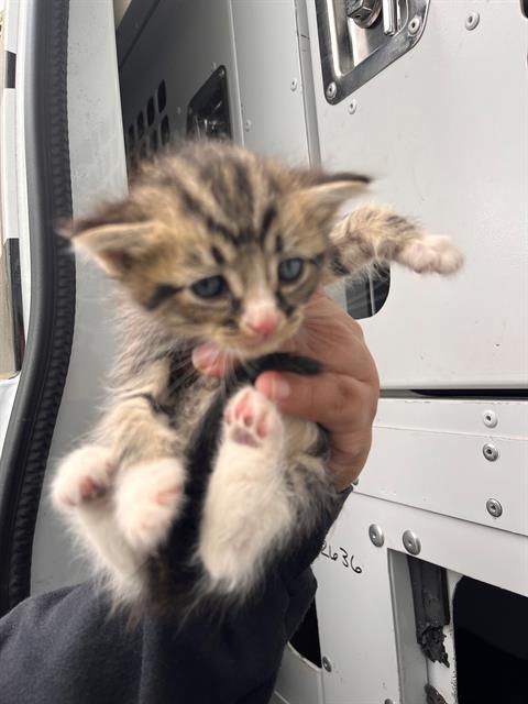 Shelter Stray Male Cat last seen CHARLOTTE, Charlotte, NC 28217