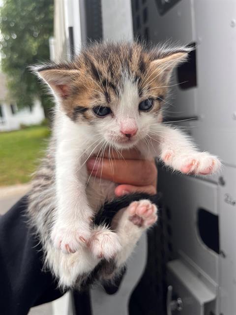 Shelter Stray Female Cat last seen CHARLOTTE, Charlotte, NC 28217