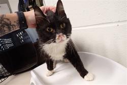 Shelter Stray Male Cat last seen OFALLON, St. Peters, MO 63376