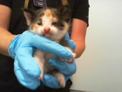 Shelter Stray Female Cat last seen CHARLOTTE, Charlotte, NC 28217