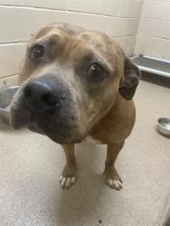Shelter Stray Female Dog last seen Near BLOCK W KING ST, Shelby, NC 28150