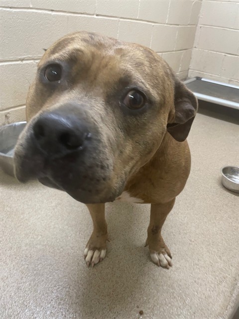 Shelter Stray Female Dog last seen Near BLOCK W KING ST, Shelby, NC 28150