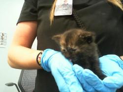 Shelter Stray Female Cat last seen CHARLOTTE, Charlotte, NC 28217