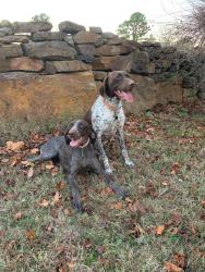 Reunited Unknown Dog last seen Stonebridge Meadows Golf Course area, Fayetteville, AR 72701