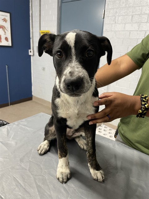 Shelter Stray Female Dog last seen MASON ST, Shelby, NC 28150