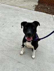 Shelter Stray Male Dog last seen CHARLOTTE, Charlotte, NC 28217