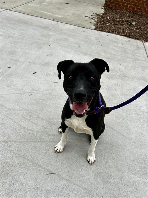 Shelter Stray Male Dog last seen CHARLOTTE, 8315 Byrum Dr, Charlotte, NC 28217, USA
