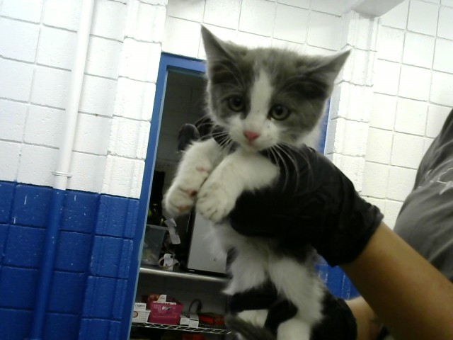 Shelter Stray Male Cat last seen Near BLOCK ARIZONA ST SE, Albuquerque, NM 87112