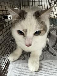 Shelter Stray Female Cat last seen , Chatsworth, CA 91311