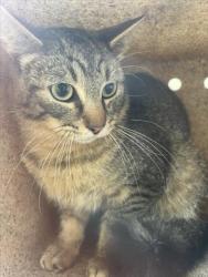 Shelter Stray Unknown Cat last seen Near RED ADMIRAL CT, HILLSBOROUGH NC 27278, Chapel Hill, NC 27510