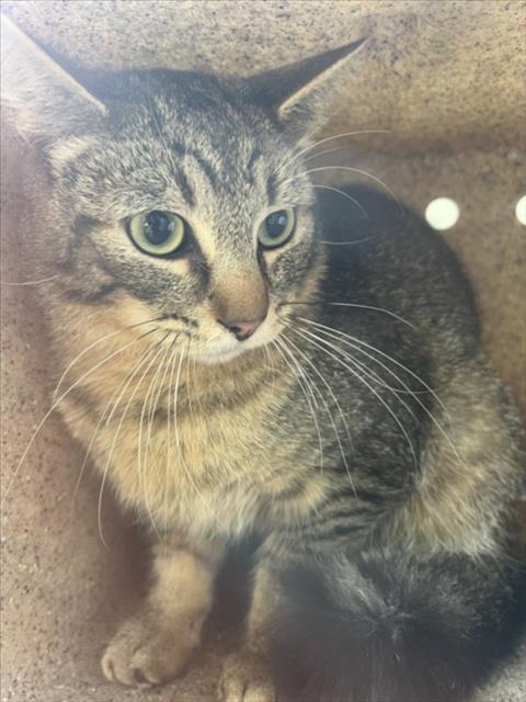 Shelter Stray Unknown Cat last seen Near RED ADMIRAL CT, HILLSBOROUGH NC 27278, Chapel Hill, NC 27510