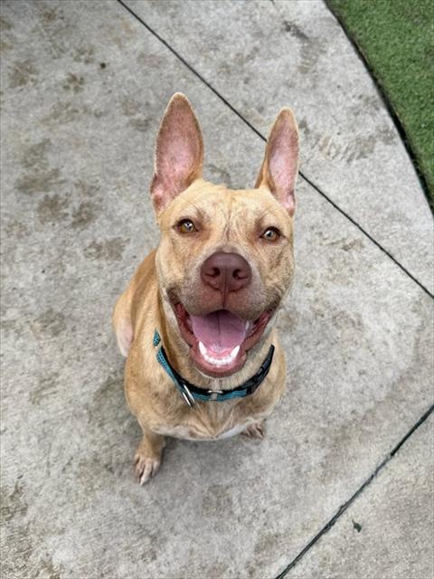 Shelter Stray Male Dog last seen Near BLOCK NW 41ST AVE, Doral, FL 33122