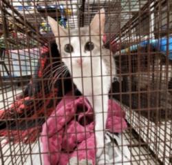 Shelter Stray Male Cat last seen , Los Angeles, CA 91405