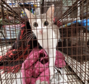 Shelter Stray Male Cat last seen , Los Angeles, CA 91405