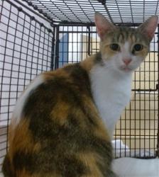Shelter Stray Female Cat last seen Near BLOCK W 2 CT, Doral, FL 33122