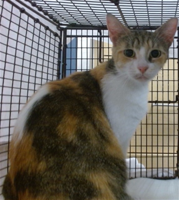 Shelter Stray Female Cat last seen Near BLOCK W 2 CT, Doral, FL 33122