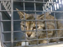 Shelter Stray Unknown Cat last seen Near BLOCK NW 43RD STREET OKLAHOMA CITY OK 73118., Oklahoma City, OK 73129