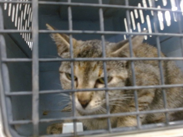 Shelter Stray Unknown Cat last seen Near BLOCK NW 43RD STREET OKLAHOMA CITY OK 73118., Oklahoma City, OK 73129