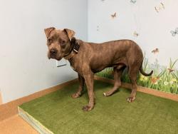 Shelter Stray Male Dog last seen , Lake Los Angeles, CA 93550