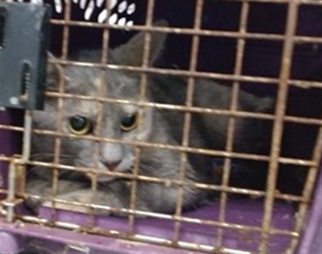 Shelter Stray Unknown Cat last seen Near BLOCK S WOODWARD AVE, Oklahoma City, OK 73129